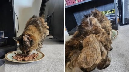 Illustration : Il croise un chat à la fourrure en lambeaux, la puce électronique révèle une histoire oubliée depuis 15 ans