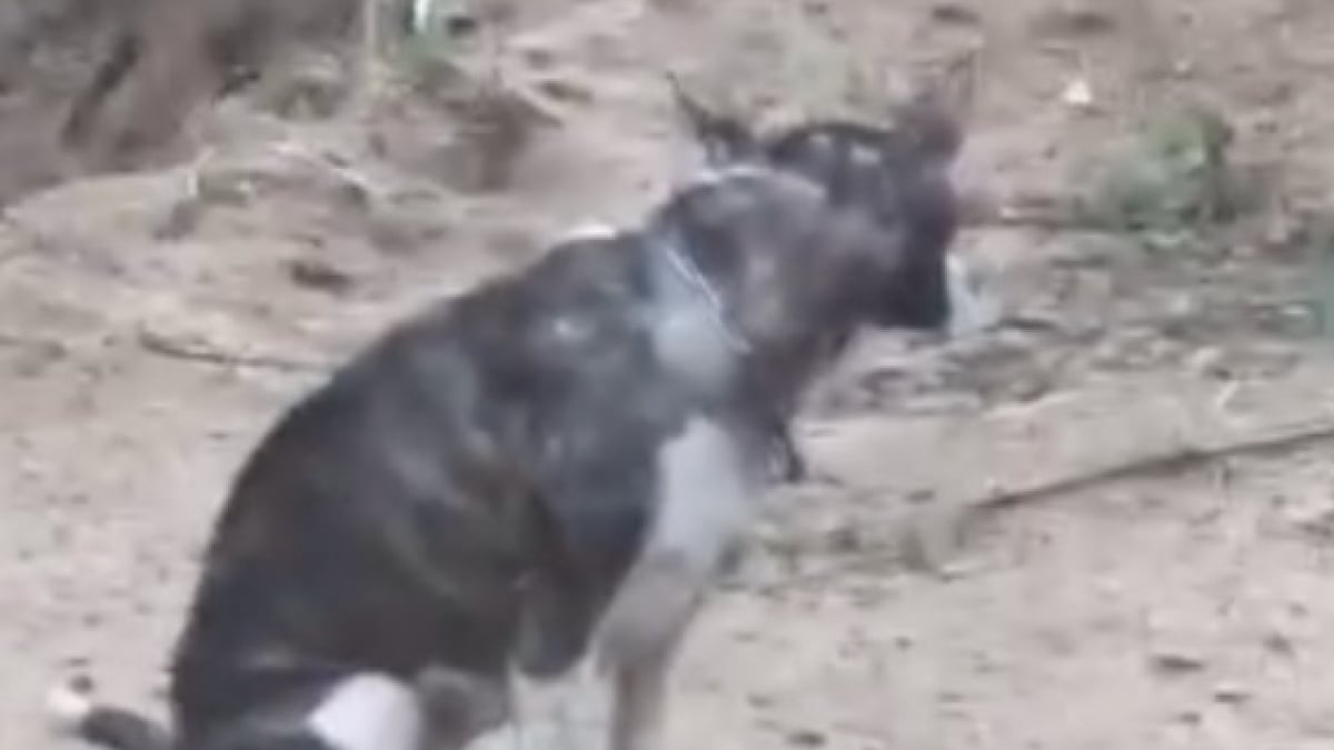 Illustration : "« Complètement brisée » et après une longue phase de rémission, une chienne utilisée par le passé pour les combats rencontre son papa pour toujours (vidéo)"