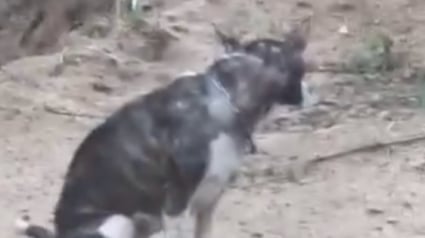Illustration : « Complètement brisée » et après une longue phase de rémission, une chienne utilisée par le passé pour les combats rencontre son papa pour toujours (vidéo)
