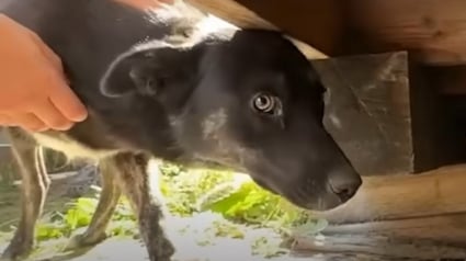 Illustration : Des bénévoles venant en aide à une chienne cachée sous une maison réalisent qu'elle n'est pas la seule à secourir (vidéo)
