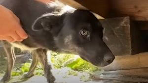 Illustration : "Des bénévoles venant en aide à une chienne cachée sous une maison réalisent qu'elle n'est pas la seule à secourir (vidéo)"