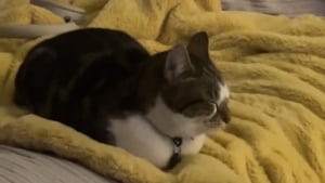 Illustration : "Une chatte s'invite au hasard chez une voisine traumatisée par un cambriolage et devient sa meilleure amie le temps d'une soirée (vidéo)"
