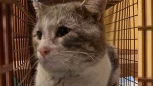 Illustration : "Un chat victime de mauvais traitements réapprend à faire confiance aux humains et à être aimé auprès de sa mère d'accueil (vidéo)"
