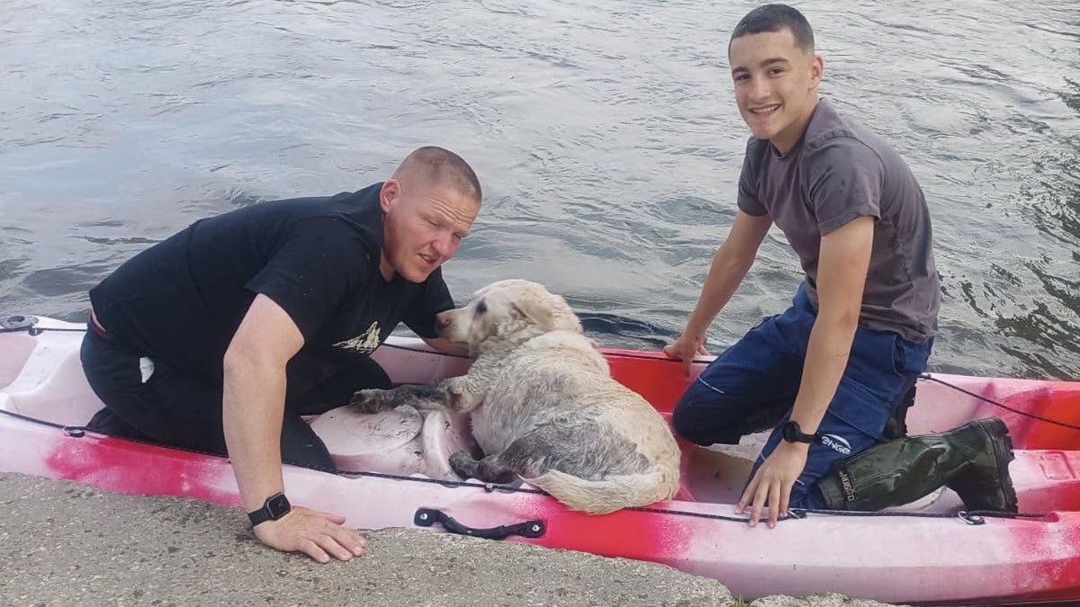 Illustration : "A 2 doigts de la noyade, une chienne tombée dans une rivière est sauvée par un jeune pompier de 14 ans"