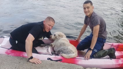 Illustration : A 2 doigts de la noyade, une chienne tombée dans une rivière est sauvée par un jeune pompier de 14 ans