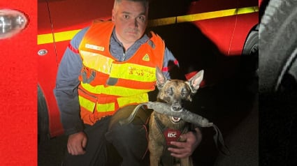 Illustration : Le chien des pompiers lancé sur les traces d'un homme en détresse psychologique disparu remplit brillamment sa mission en 30 minutes