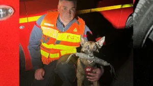 Illustration : "Le chien des pompiers lancé sur les traces d'un homme en détresse psychologique disparu remplit brillamment sa mission en 30 minutes"