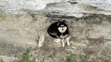 Illustration : Une randonneuse voyant une chienne coincée sur une falaise appelle les secours qui apprennent qu'on la cherchait depuis 2 mois