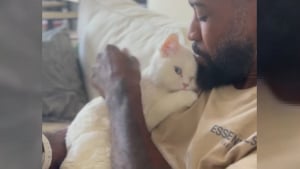 Illustration : "Derrière l'apparent désintérêt de cette chatte pour sa propriétaire au profit de son 
