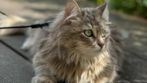 Illustration : "Depuis que sa propriétaire est célibataire, une chatte accro à l'eau adopte un comportement intrigant à son égard (vidéo)"