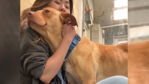 Illustration : "Cette chienne de refuge attendant sa chance depuis 45 jours fond dans les bras de quiconque lui offre un peu d'attention (vidéo) "