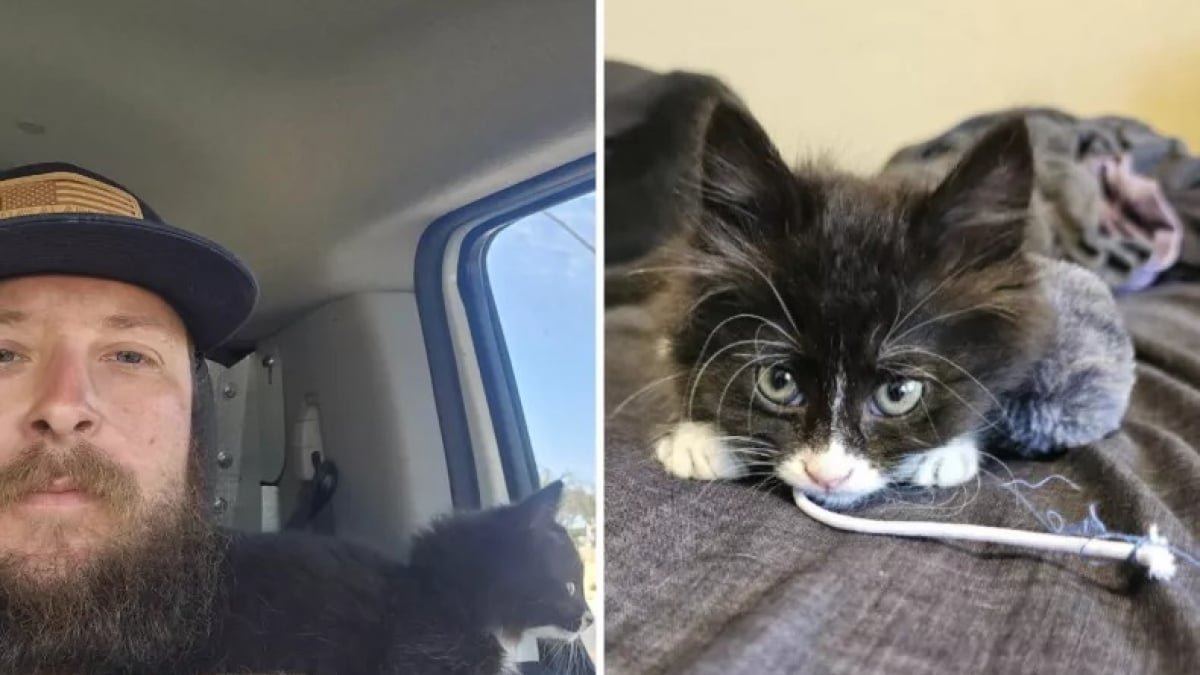 Illustration : "Piégé dans un conduit d’évacuation des eaux usées, ce chaton doit la vie à un ouvrier attentif"