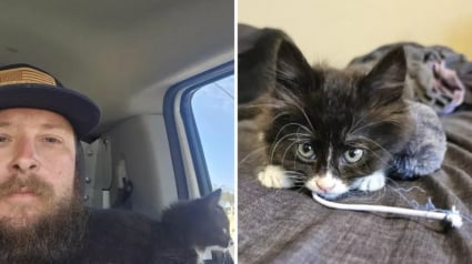 Illustration : Piégé dans un conduit d’évacuation des eaux usées, ce chaton doit la vie à un ouvrier attentif