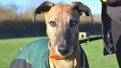 Illustration : Après 800 jours d’attente et l’échec d’une précédente adoption, ce Lurcher trouve enfin une nouvelle famille (vidéo)