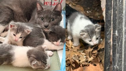 Illustration : À peine sauvée de la rue, une maman chat accepte de prendre soin d’une portée de chatons en plus de la sienne