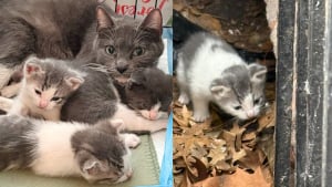 Illustration : "À peine sauvée de la rue, une maman chat accepte de prendre soin d’une portée de chatons en plus de la sienne"