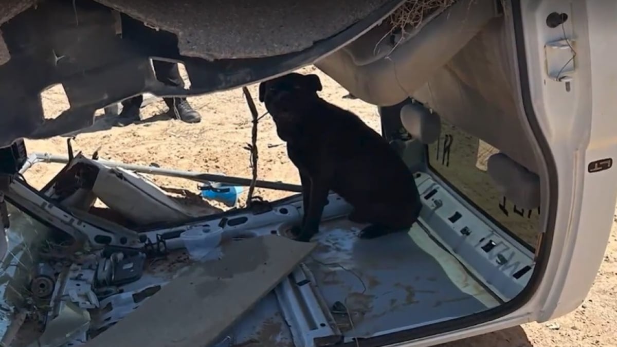 Illustration : "Ils attachent leur chien dans une carcasse de véhicule et le laissent livré à lui-même"