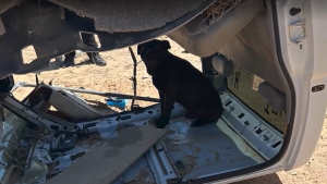 Illustration : Ils attachent leur chien dans une carcasse de véhicule et le laissent livré à lui-même