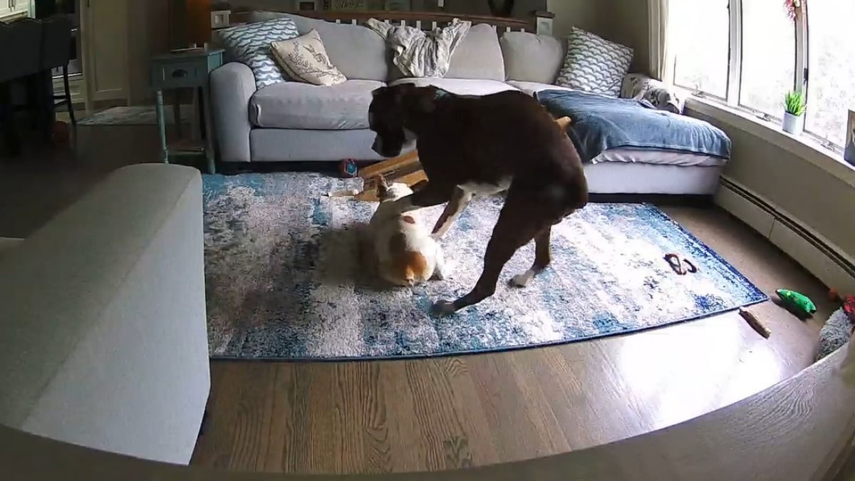 Illustration : "L’acte héroïque d’un chien qui sauve la vie de son congénère en pleine crise d’épilepsie et risquant de s’étouffer (vidéo) "