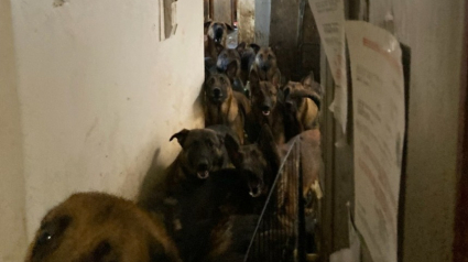 Illustration : 40 Malinois entassés dans une maison sortent de chez eux pour la première fois de leur vie 