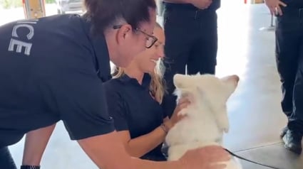 Illustration : Chaleureuses retrouvailles entre un chien perdu après un terrible accident de la route et les 2 ambulancières qui l'ont secouru