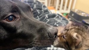 Illustration : "Un chaton nouveau-né rejeté par sa mère surmonte un début de vie semé d'embûches et trouve du réconfort auprès d'un chien bienveillant"
