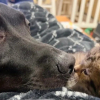 Illustration : Un chaton nouveau-né rejeté par sa mère surmonte un début de vie semé d'embûches et trouve du réconfort auprès d'un chien bienveillant