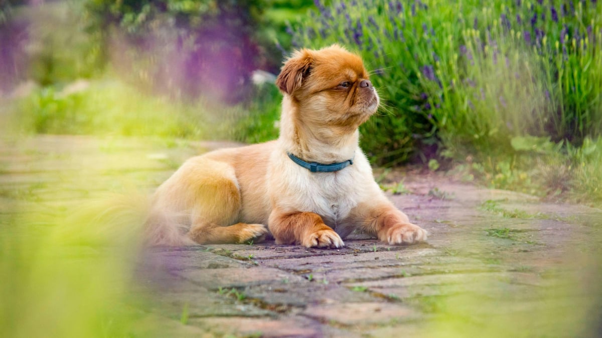Illustration : "15 races de chiens idéales pour les accros au canapé"