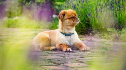 Illustration : 15 races de chiens idéales pour les accros au canapé