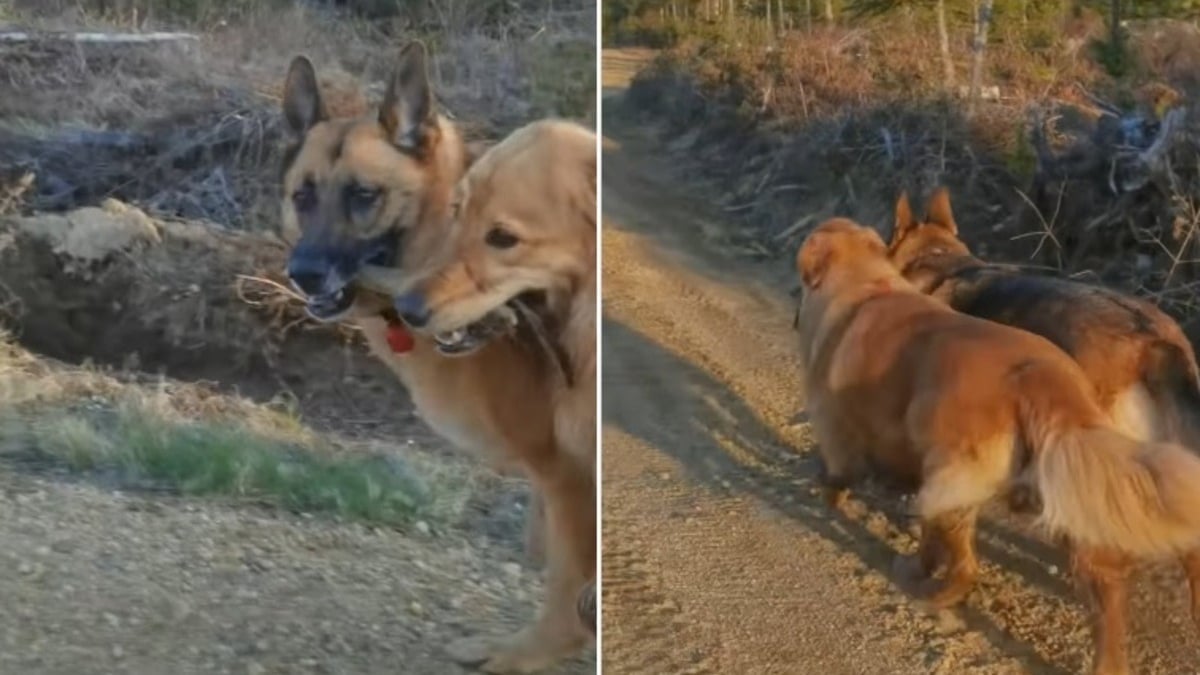 Illustration : "2 chiens promenés par la même dog-walker deviennent meilleurs amis au point de former un