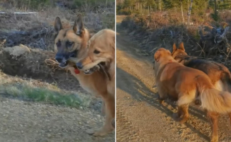 2 chiens promenés par la même dog-walker deviennent meilleurs amis au point de former un 