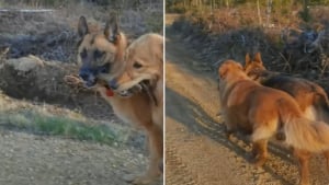 Illustration : "2 chiens promenés par la même dog-walker deviennent meilleurs amis au point de former un 