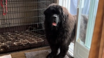 Illustration : L'hilarante réaction d'un Terre-Neuve réalisant qu'il n'aura pas de friandise alors qu'il pense s'être comporté en "bon chien" (vidéo)