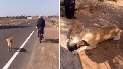 Illustration : Une chienne errante en quête d’amour suit des touristes pendant des kilomètres et change son destin (vidéo)