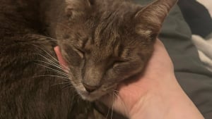 Illustration : "Abandonné dans un appartement vide, un chat demande de l'aide à sa voisine qui lui offre ce dont il a toujours rêvé (vidéo) "