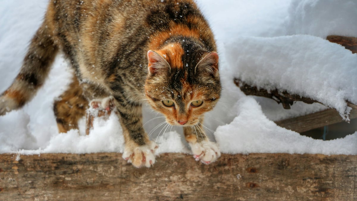 Illustration : "12 indices qui prouvent que votre chat adore en faire trop"