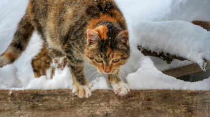 Illustration : 12 indices qui prouvent que votre chat adore en faire trop