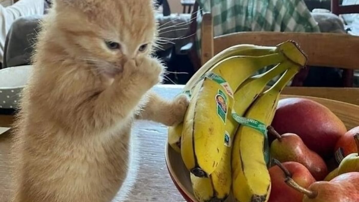 Illustration : "15 photos d’animaux bien trop mignonnes ou drôles pour ne pas être partagées"