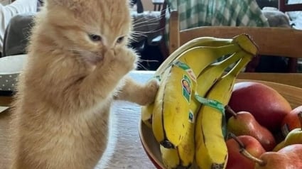 Illustration : 15 photos d’animaux bien trop mignonnes ou drôles pour ne pas être partagées