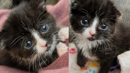 Illustration : Retrouvé à l’âge de 2 semaines sur le parking d’un stade, ce chaton s’épanouit désormais au contact de sa famille d’accueil (vidéo)