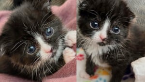 Illustration : "Retrouvé à l’âge de 2 semaines sur le parking d’un stade, ce chaton s’épanouit désormais au contact de sa famille d’accueil (vidéo)"