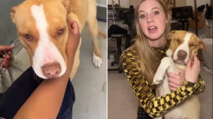 Illustration : Sauvée 24 heures avant son euthanasie, une chienne témoigne sa profonde gratitude à sa bienfaitrice (vidéo)