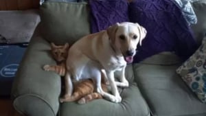 Illustration : 12 photos montrant à quel point un chien peut aimer un chat