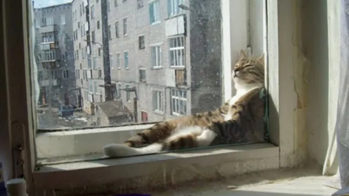 Illustration : "18 chats pris en flagrant délit de sieste"