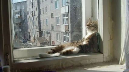 Illustration : 18 chats pris en flagrant délit de sieste