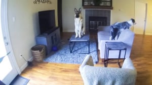 Illustration : 13 photos montrant qu’il n’y a pas de place pour l’ennui lorsque l’on partage sa vie avec un chien