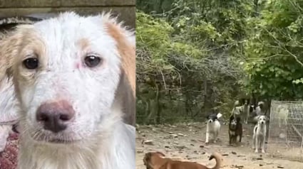 Illustration : 52 chiens livrés à eux-mêmes après le décès de leur maître, une association se mobilise pour les sauver et demande de l'aide