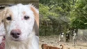 Illustration : 52 chiens livrés à eux-mêmes après le décès de leur maître, une association se mobilise pour les sauver et demande de l'aide