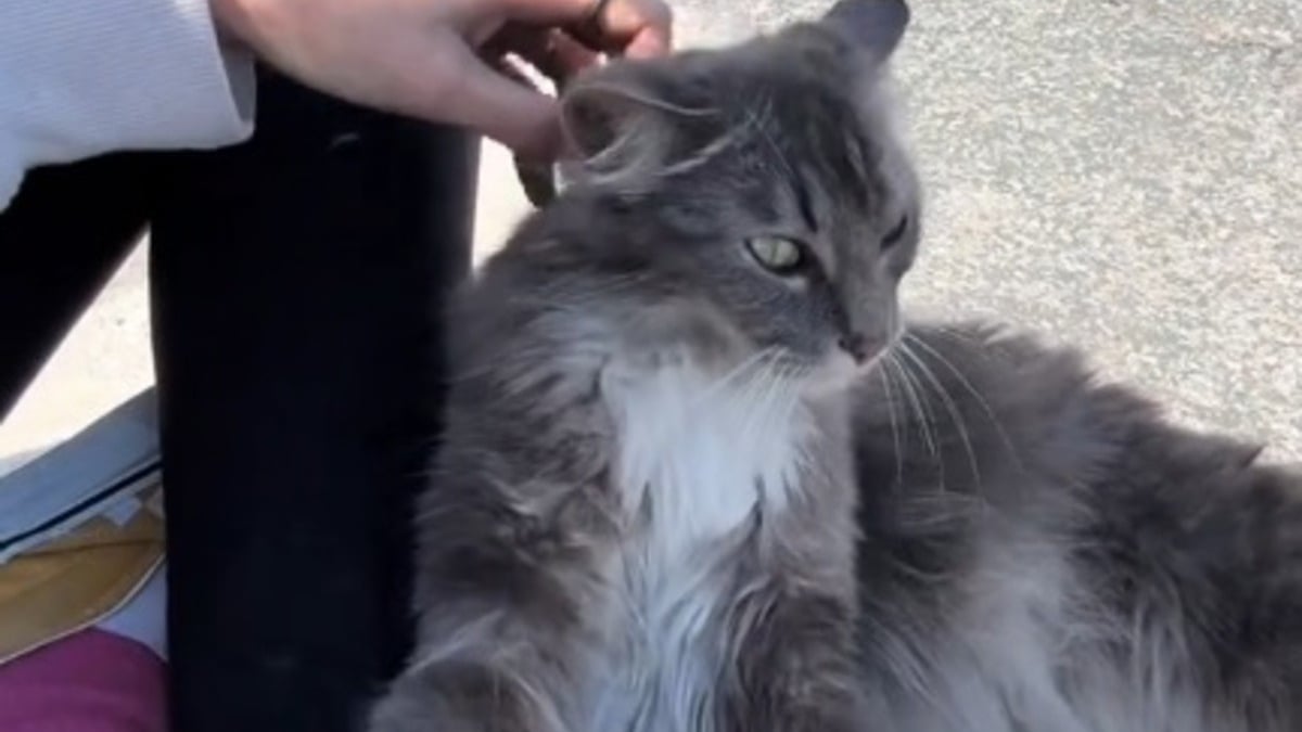 Illustration : "Elle rencontre une chatte errante enceinte voulant devenir son amie alors qu'elle ne se laissait approcher par personne (vidéo)"