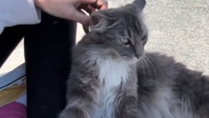 Illustration : "Elle rencontre une chatte errante enceinte voulant devenir son amie alors qu'elle ne se laissait approcher par personne (vidéo)"